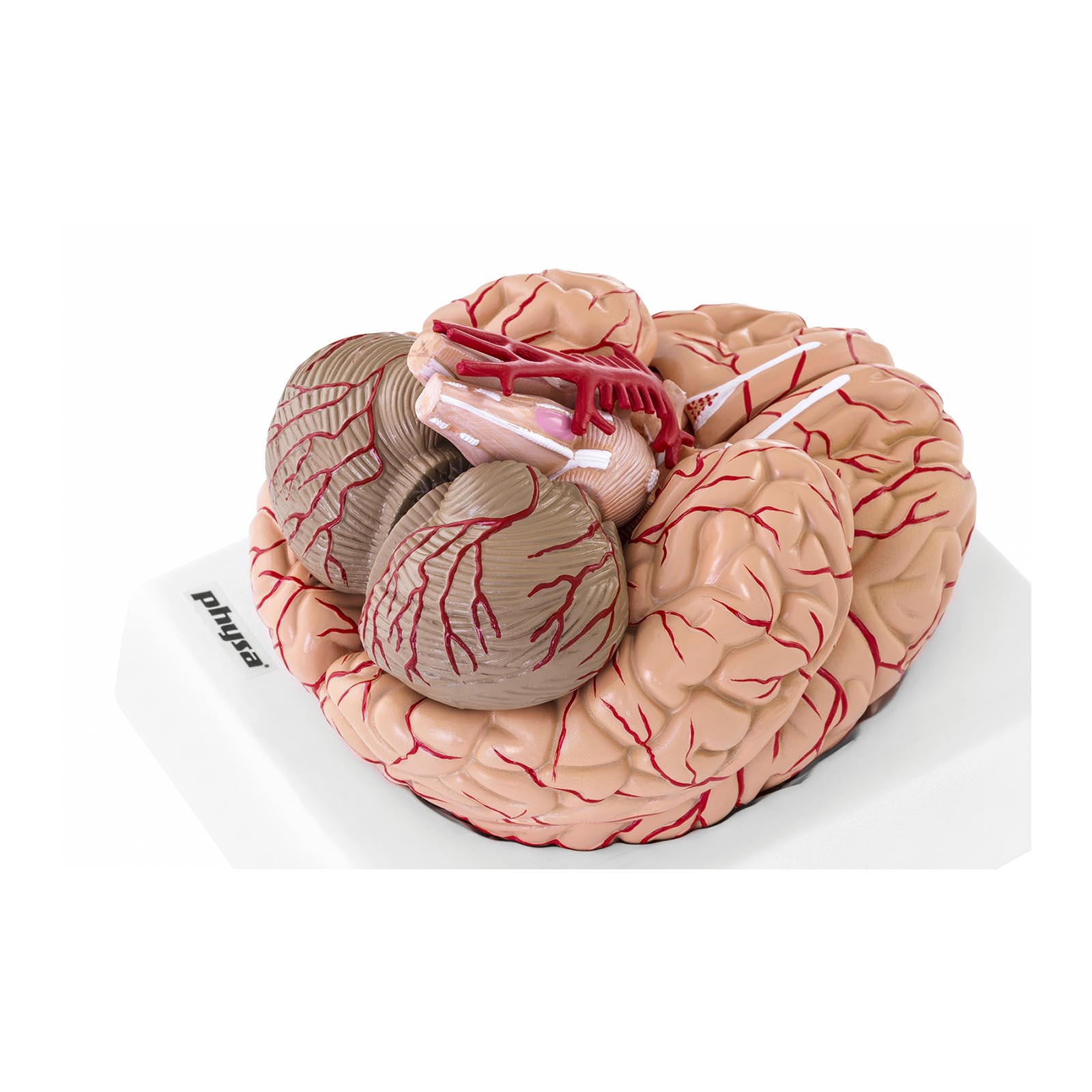 Modelo de cerebro - 9 segmentos - tamaño natural