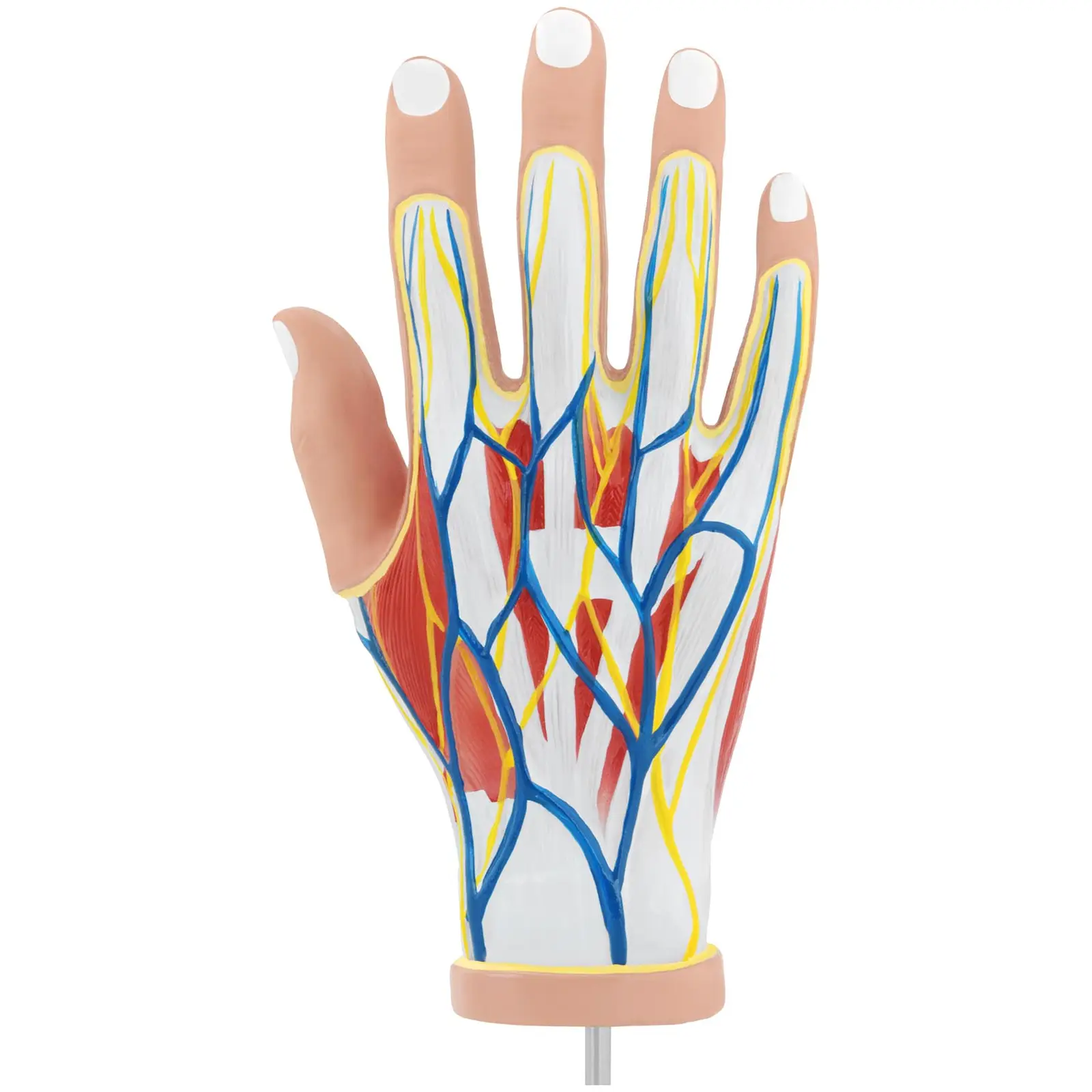 Modelo anatómico - mano - cuatro piezas - tamaño natural - degeneración muscular