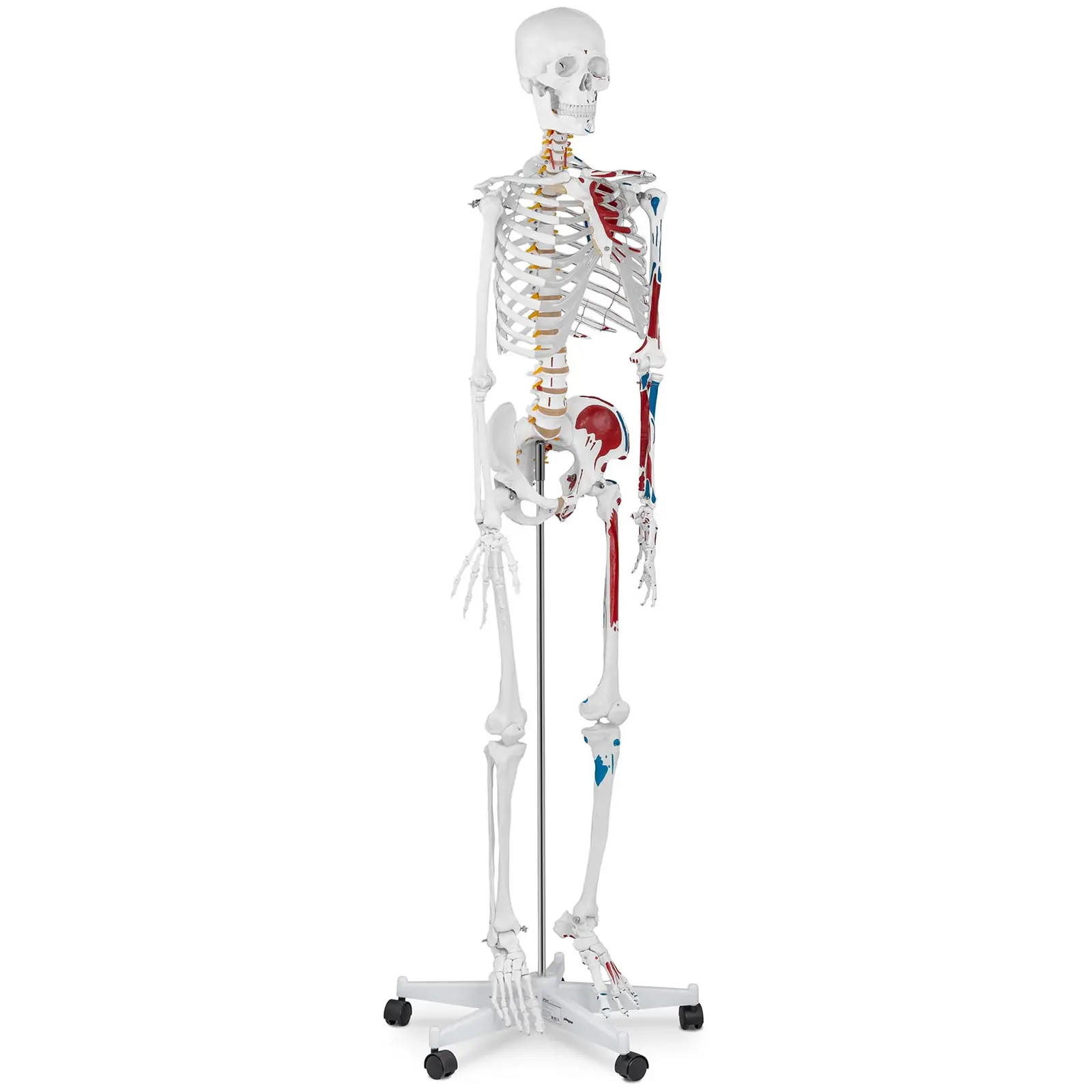 Modelo anatómico de esqueleto - tamaño natural - coloreado