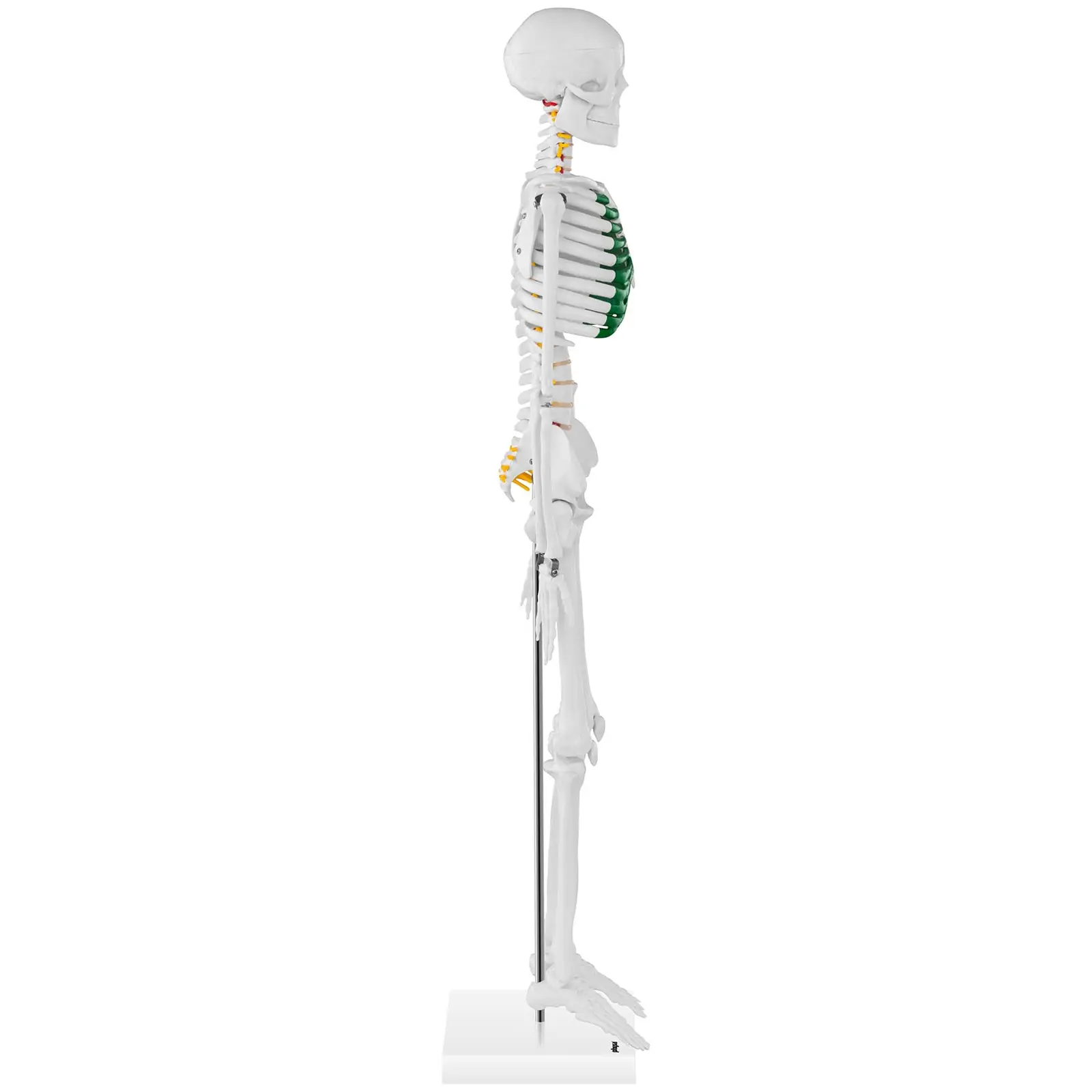Mini esqueleto humano - 85 cm