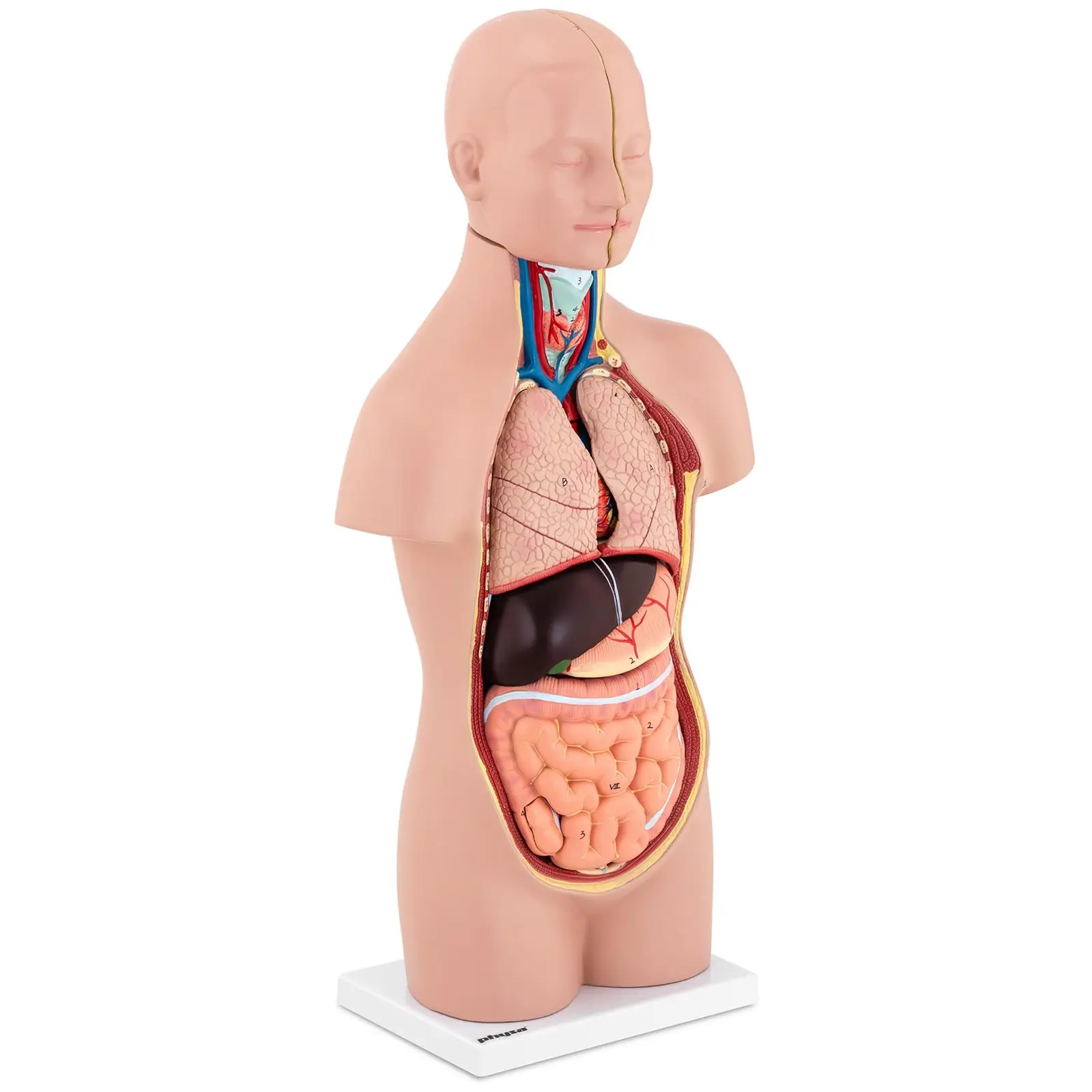 Modelo anatómico de torso - unisex - 12 piezas - 48 cm de altura