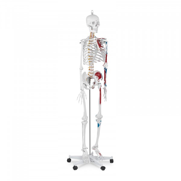 Ocasión Modelo anatómico de esqueleto PHY-SK-2 - tamaño real