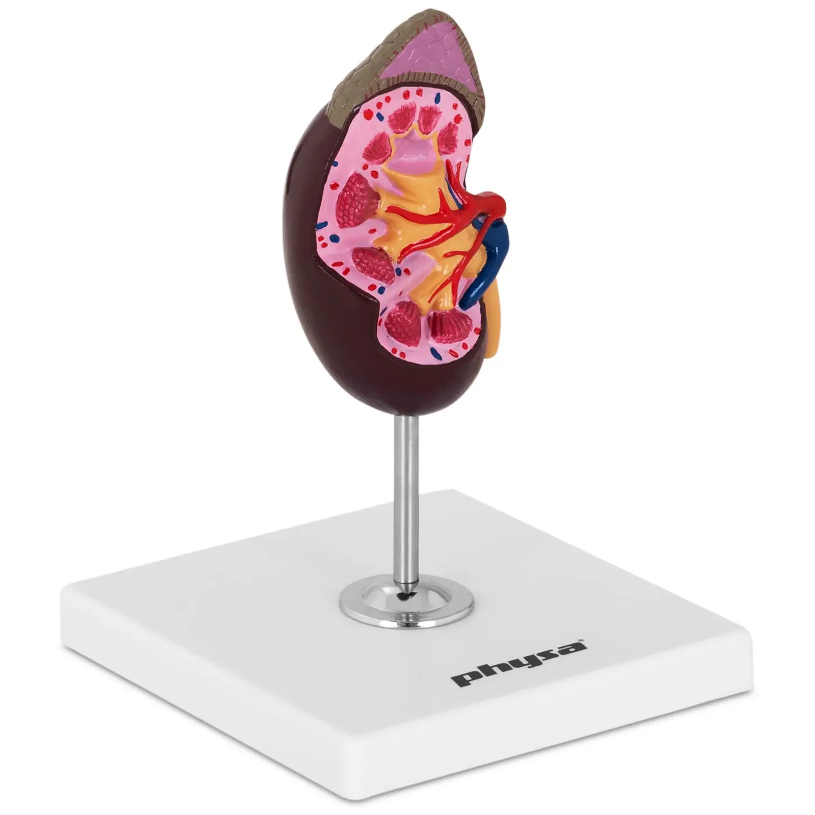 Modelo de riñón - tamaño original