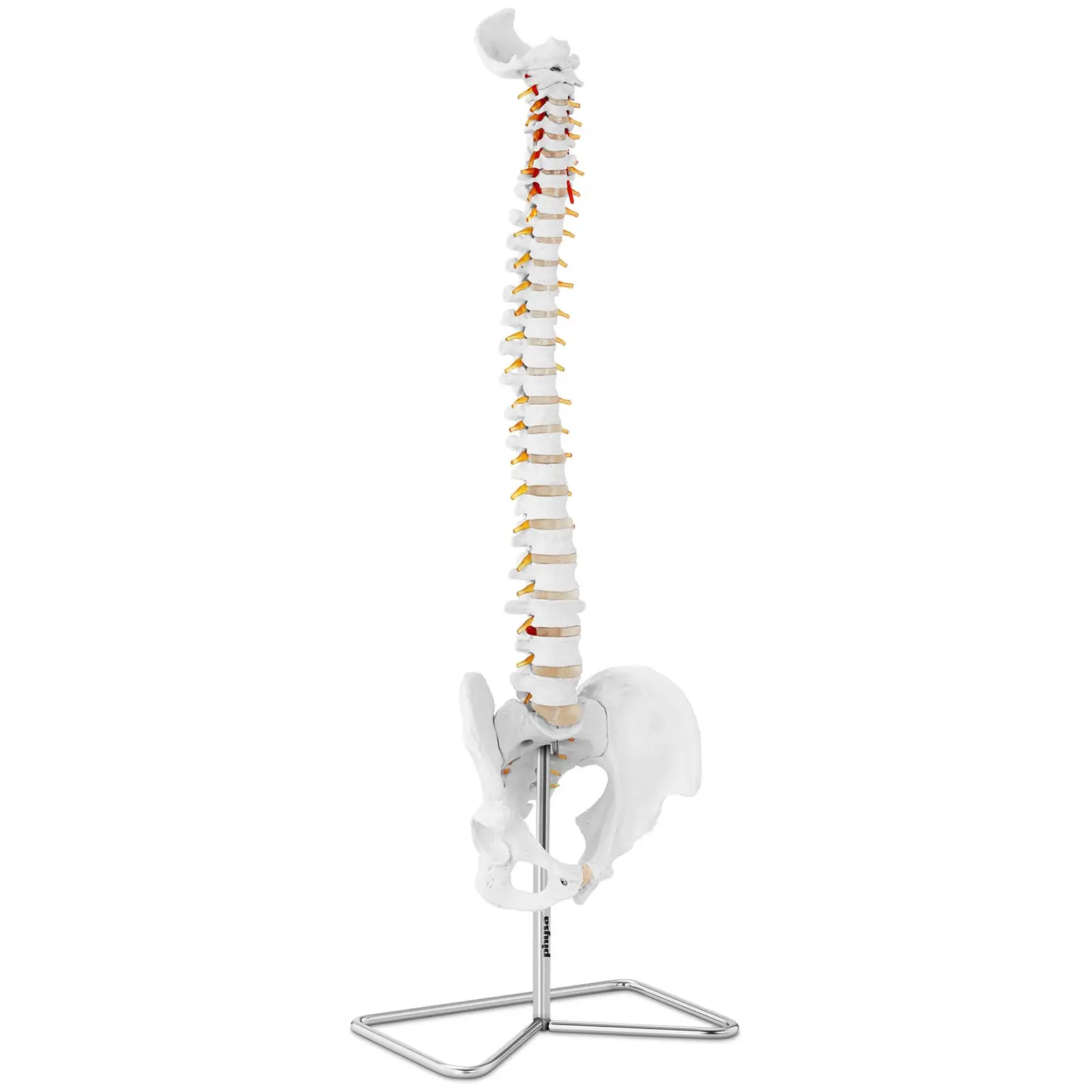 Modelo anatómico de columna vertebral con pelvis - tamaño natural