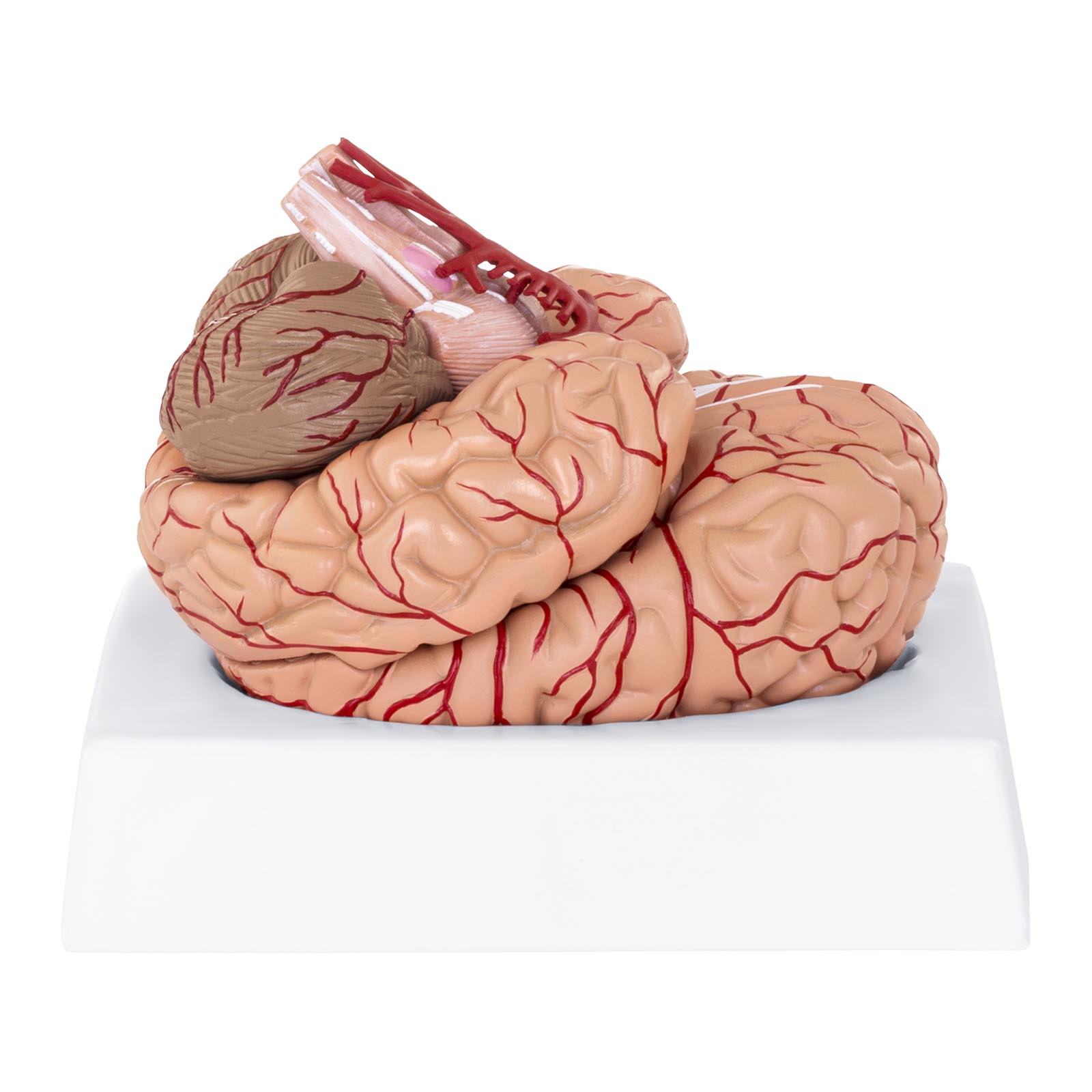 Modelo de cerebro - 9 segmentos - tamaño natural
