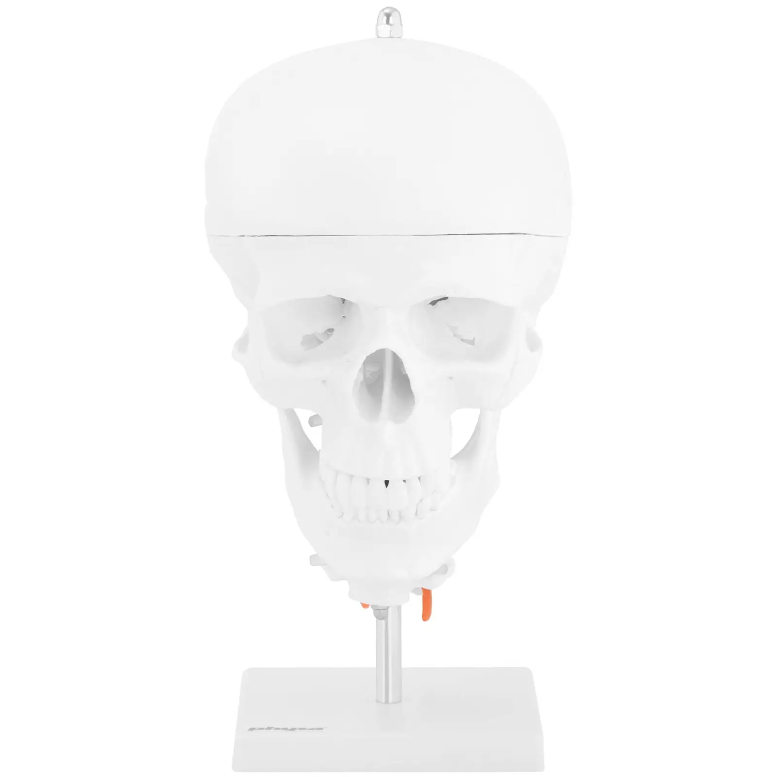 Modelo de cráneo - con 7 vértebras cervicales y cerebro - tamaño natural