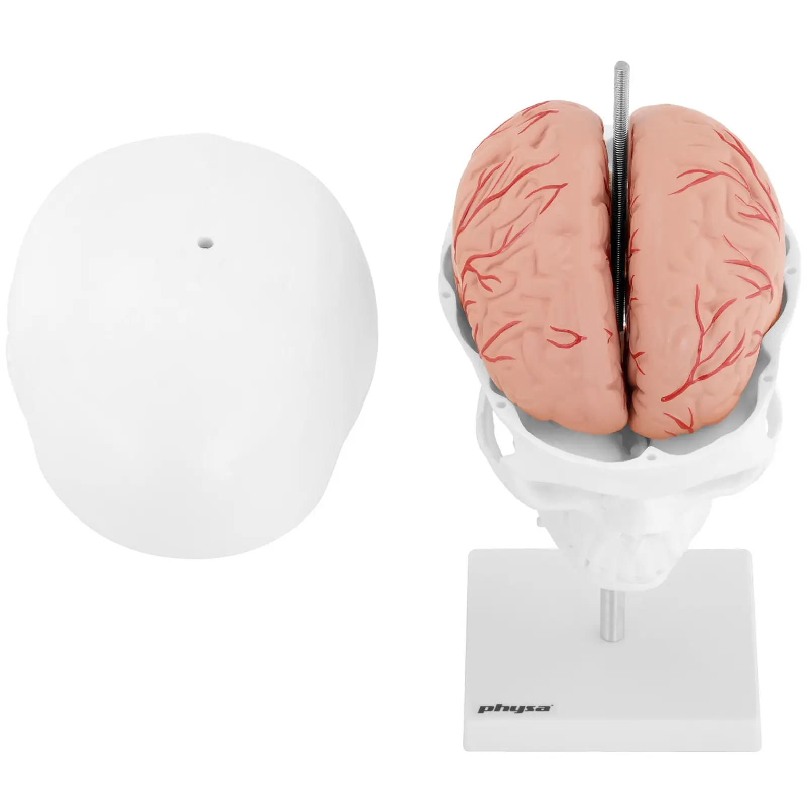 Modelo de cráneo - con 7 vértebras cervicales y cerebro - tamaño natural