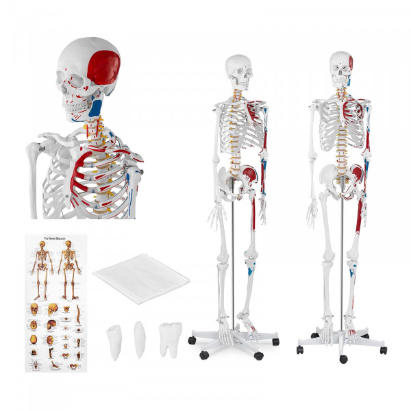 Modelo anatómico de esqueleto - tamaño natural - coloreado