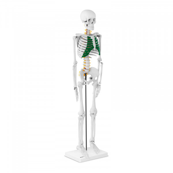 Mini esqueleto humano - 85 cm