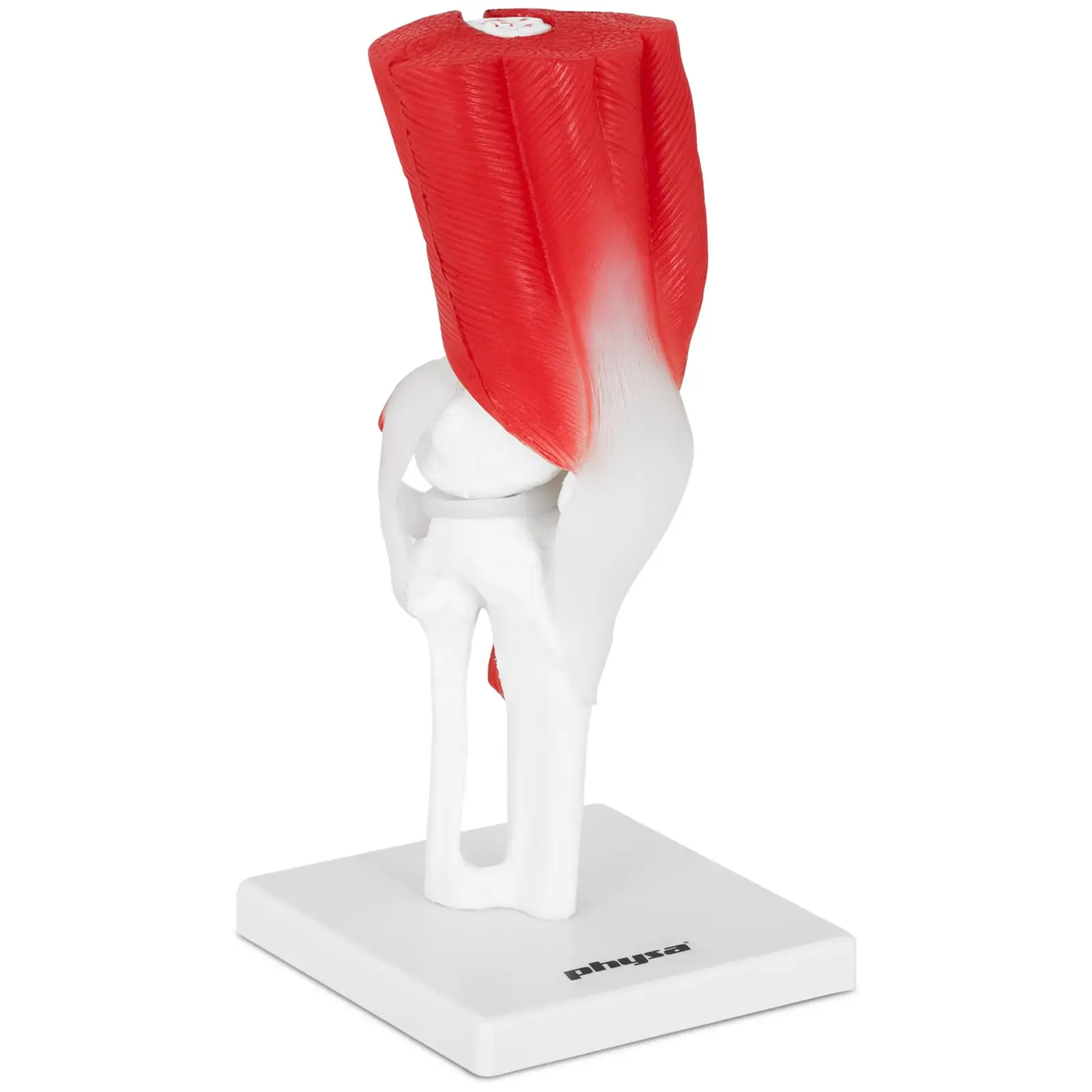 Modelo anatómico de rodilla - tamaño original