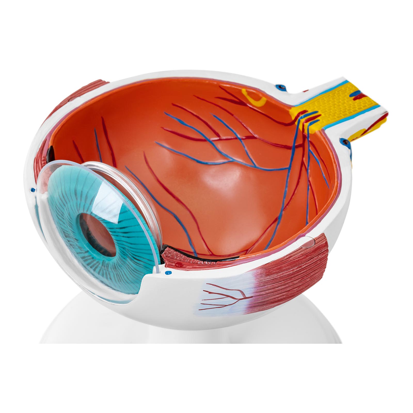 Modelo anatómico de ojo - 6:1