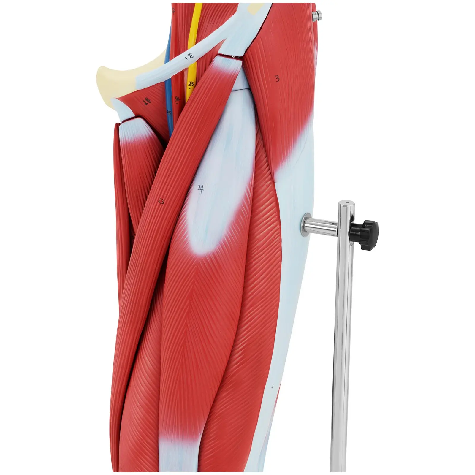 Modelo anatómico de pierna - musculatura - coloreado