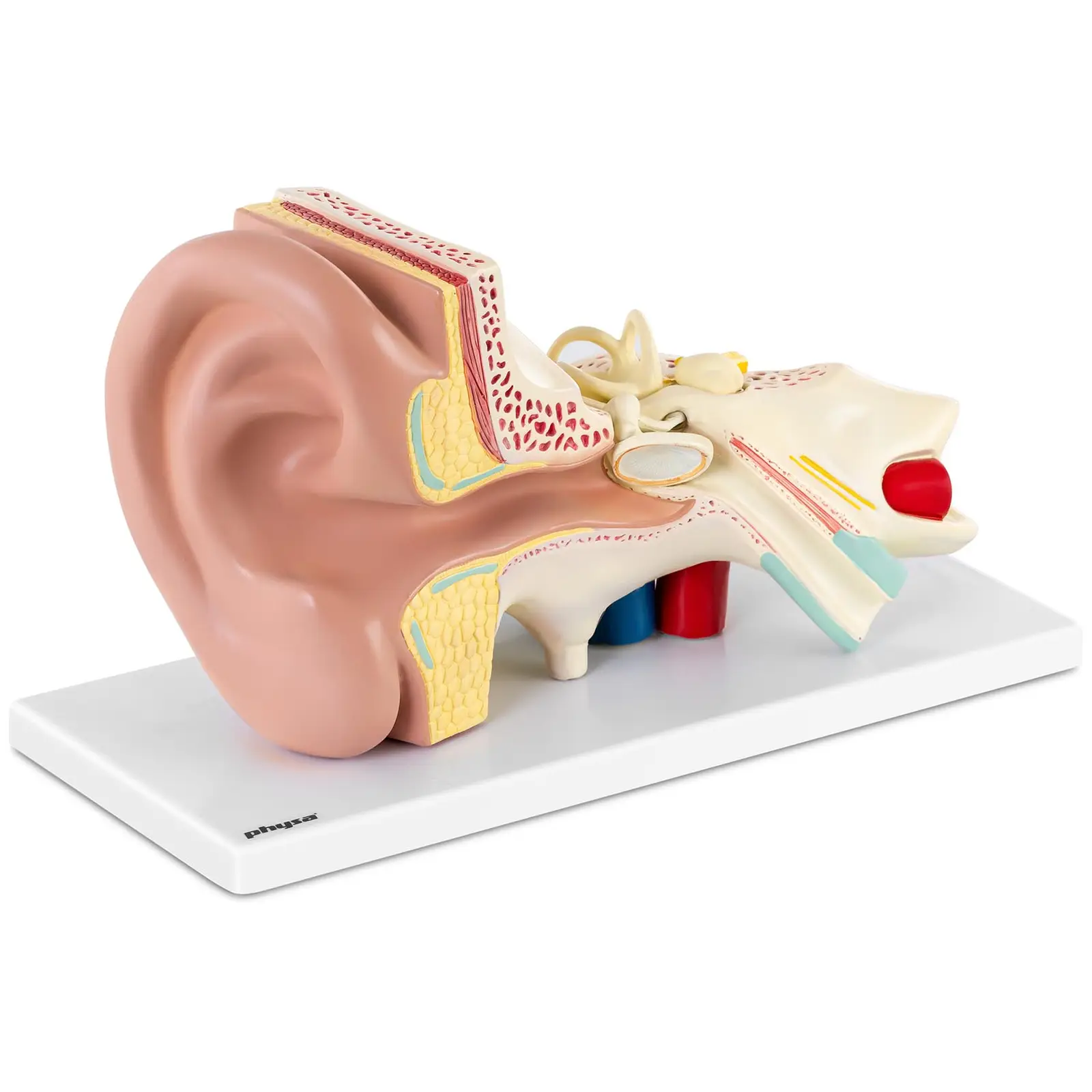 Modelo de oído - desmontable en 4 piezas - ampliado 3 veces