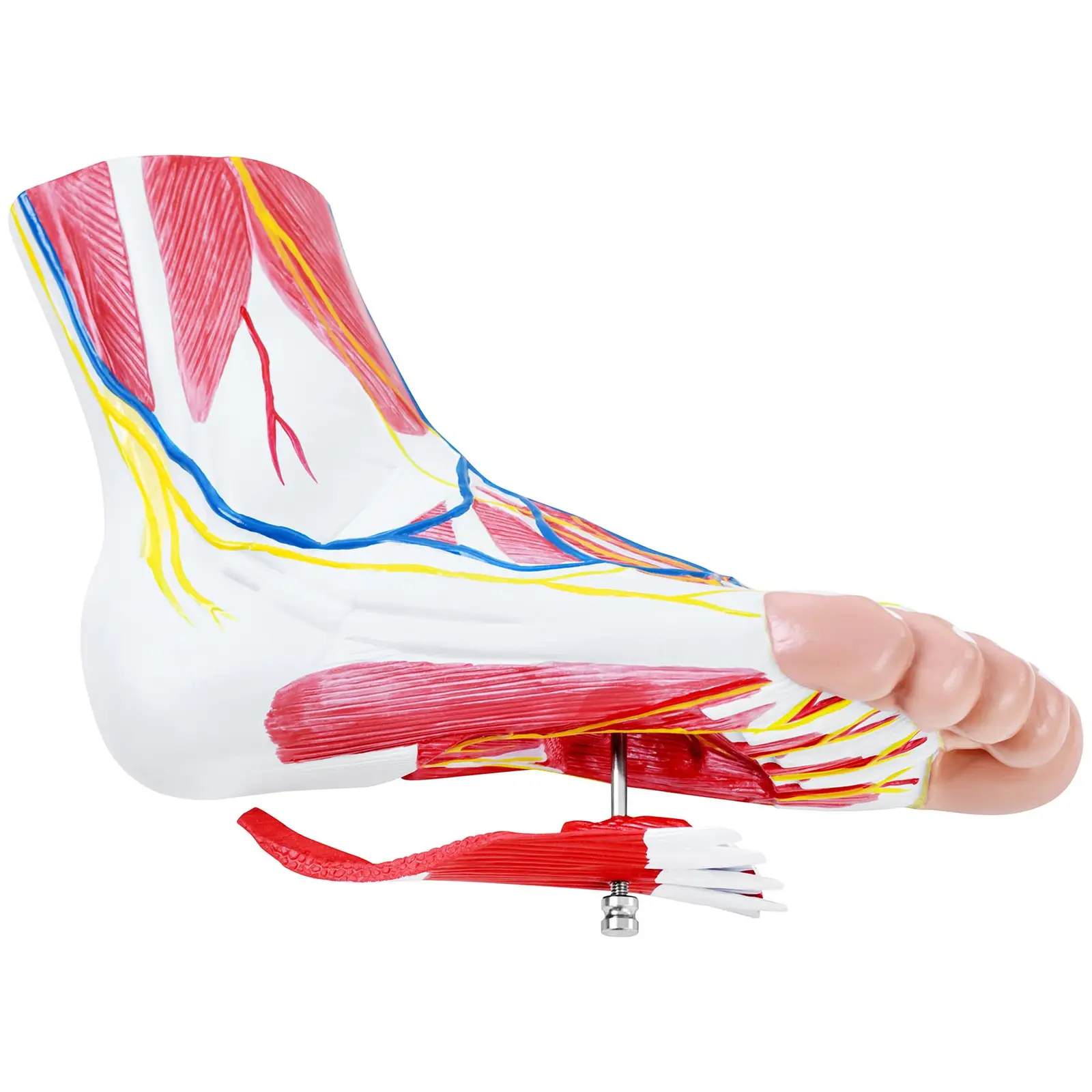 Modelo anatómico - pie - tres piezas - tamaño natural - degeneración muscular